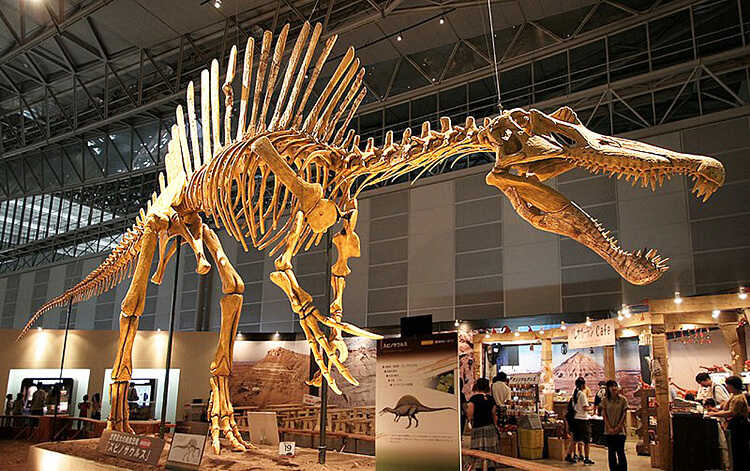 3 Spinosaurus ජලජ ඩයිනසෝර විය හැක